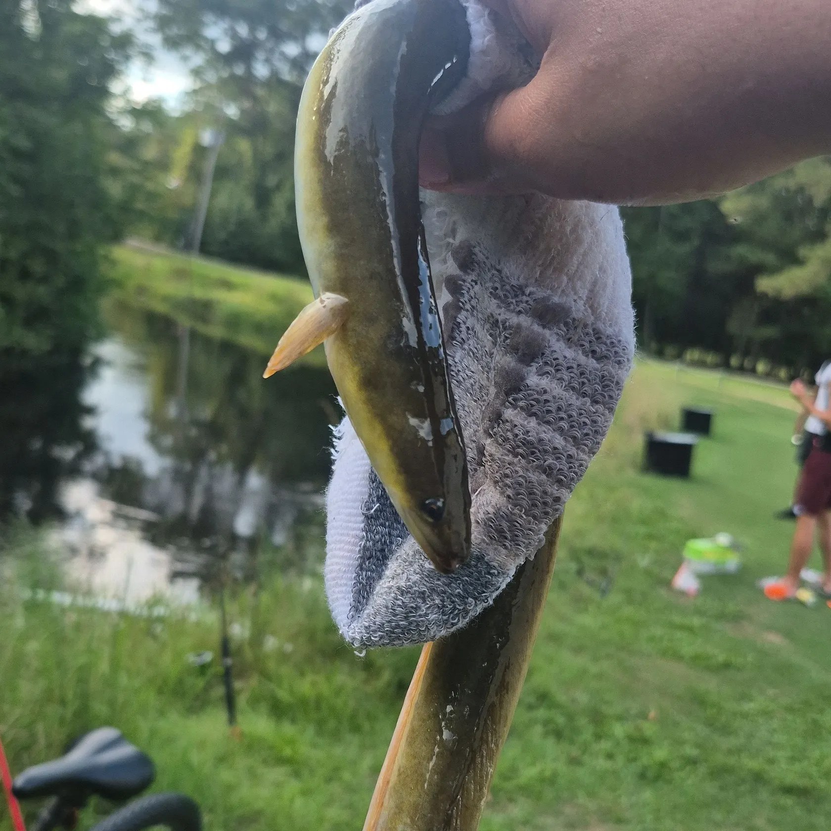 American eel caught on Fishbrain