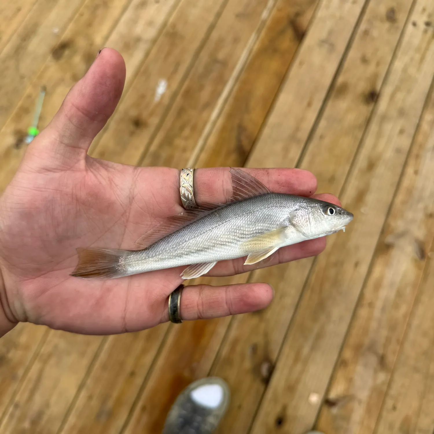 Gulf kingcroaker caught on Fishbrain