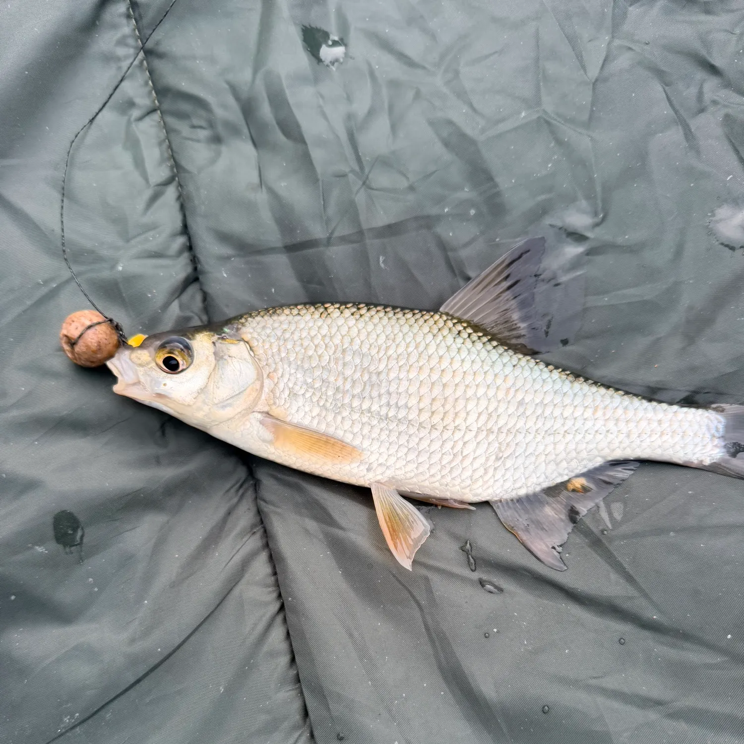 The most recent Common bream catches on Fishbrain
