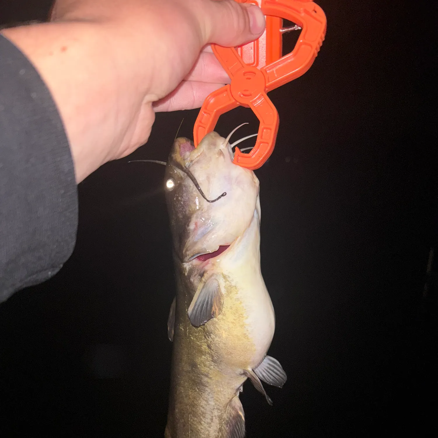 Yellow bullhead caught on Fishbrain