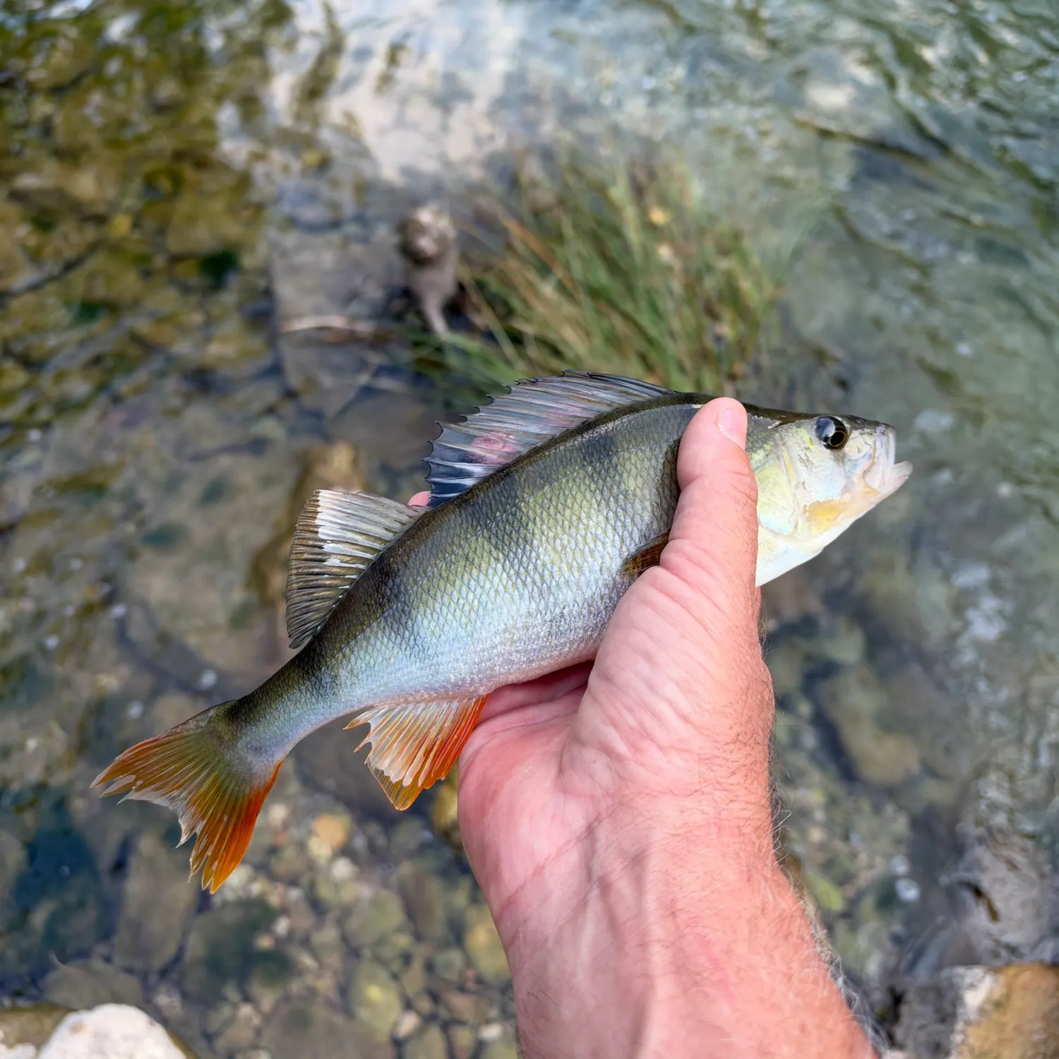 European perch caught on Fishbrain