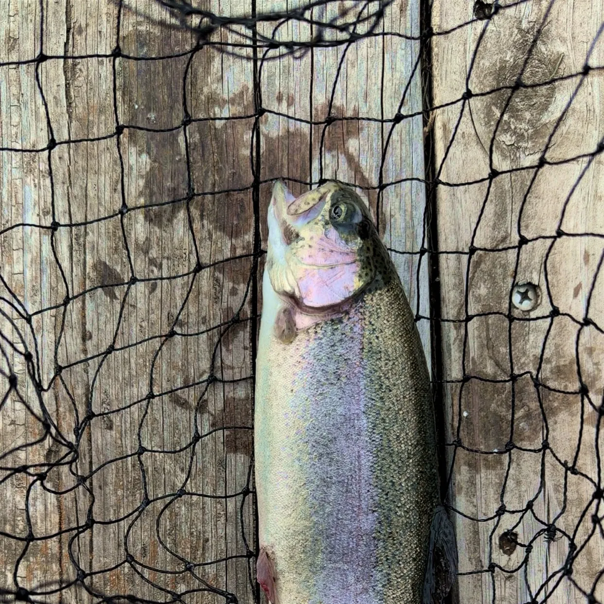 Rainbow trout caught on Fishbrain