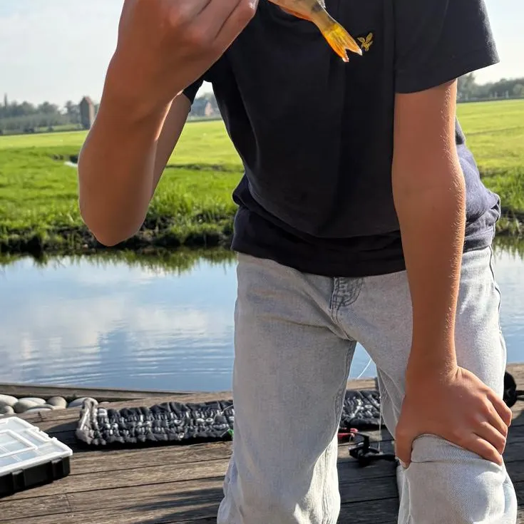 European perch caught on Fishbrain