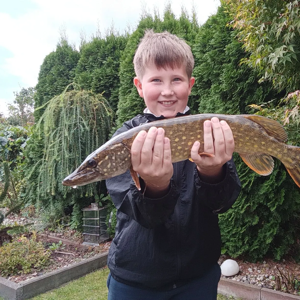 Northern pike caught on Fishbrain