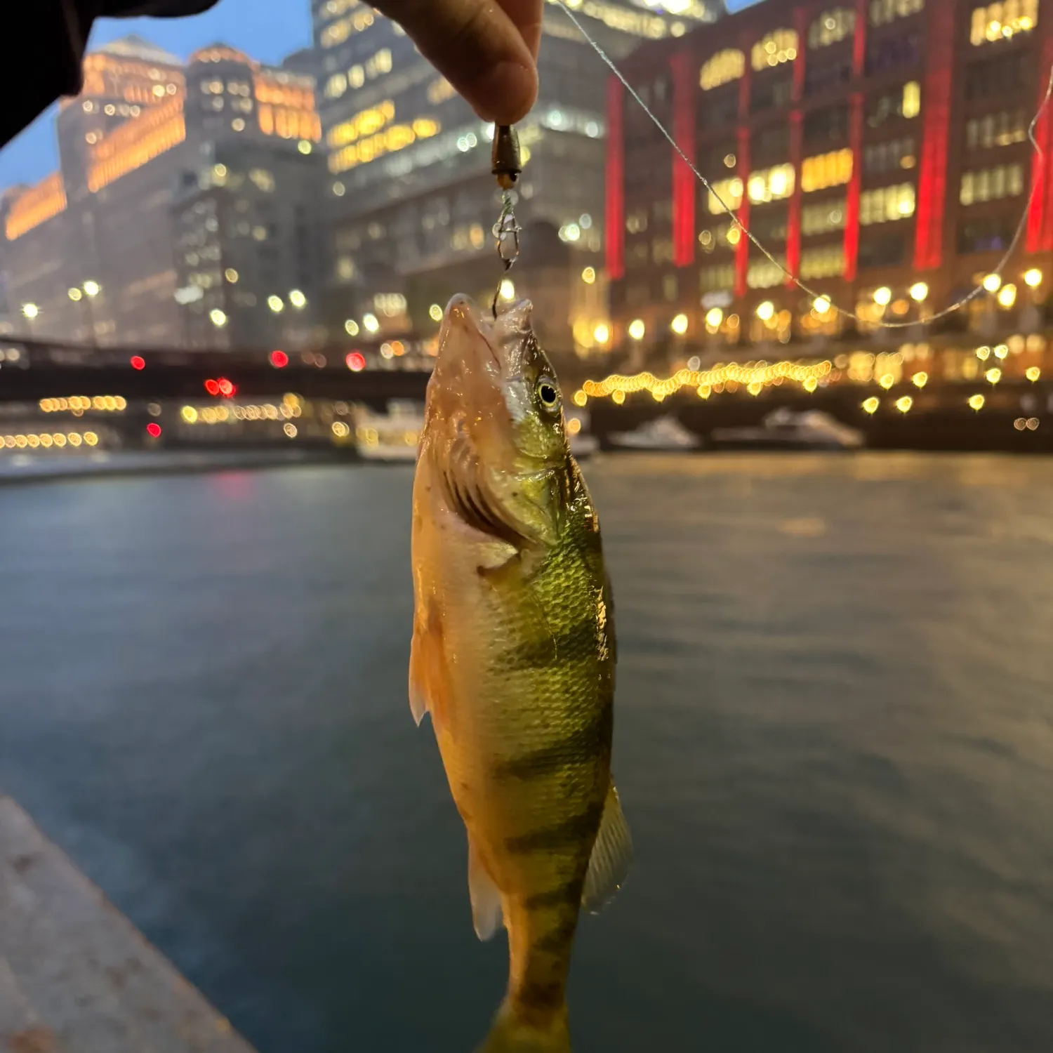 Yellow perch caught on Fishbrain