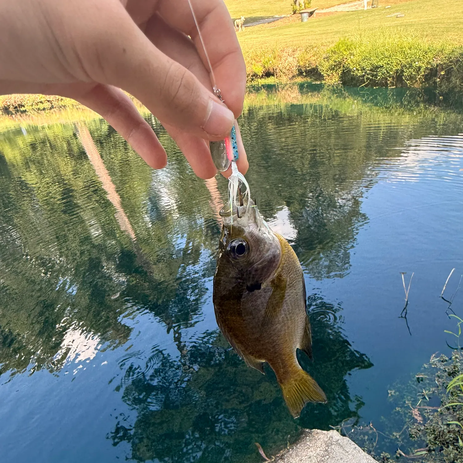 Redbreast sunfish caught on Fishbrain