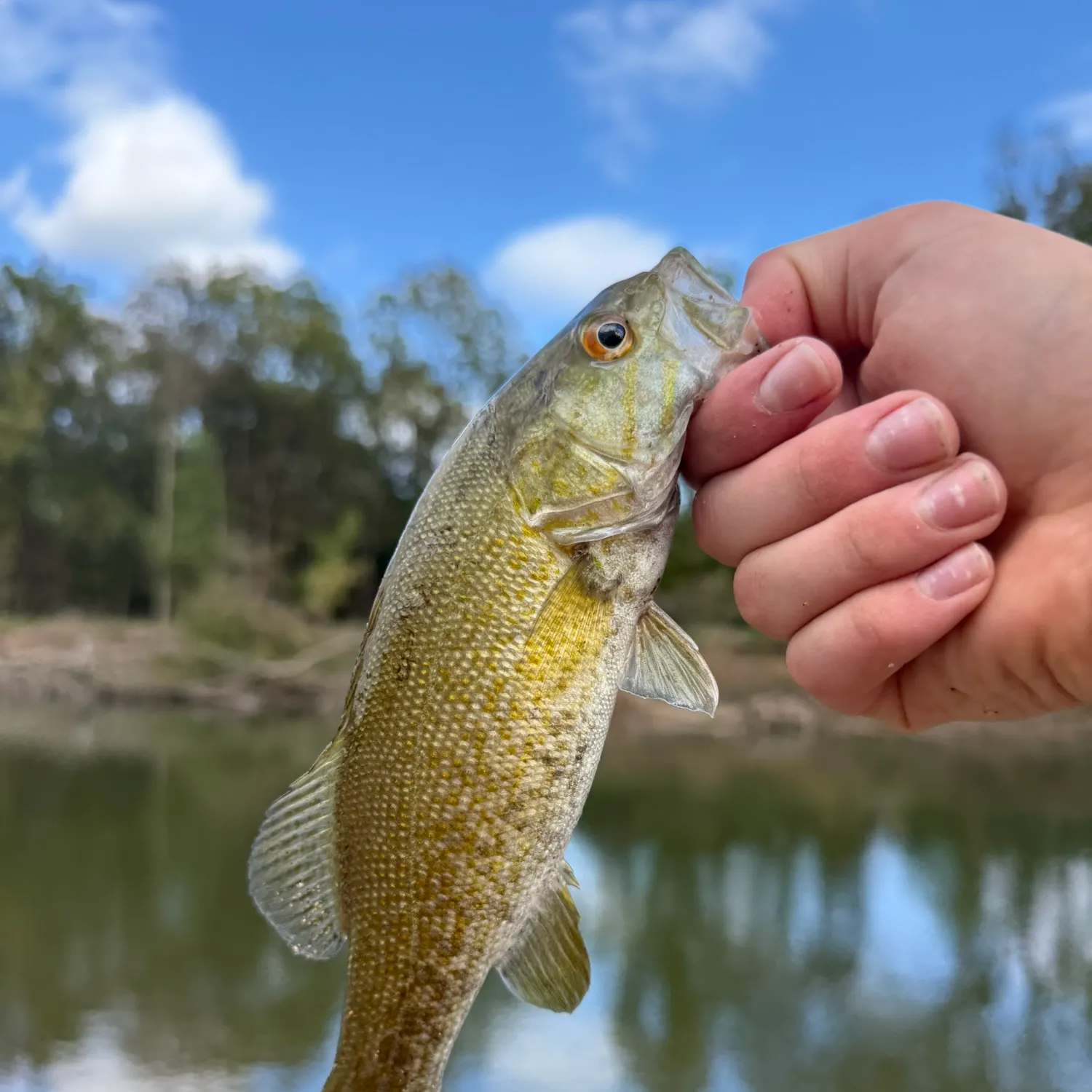 Smallmouth bass caught on Fishbrain
