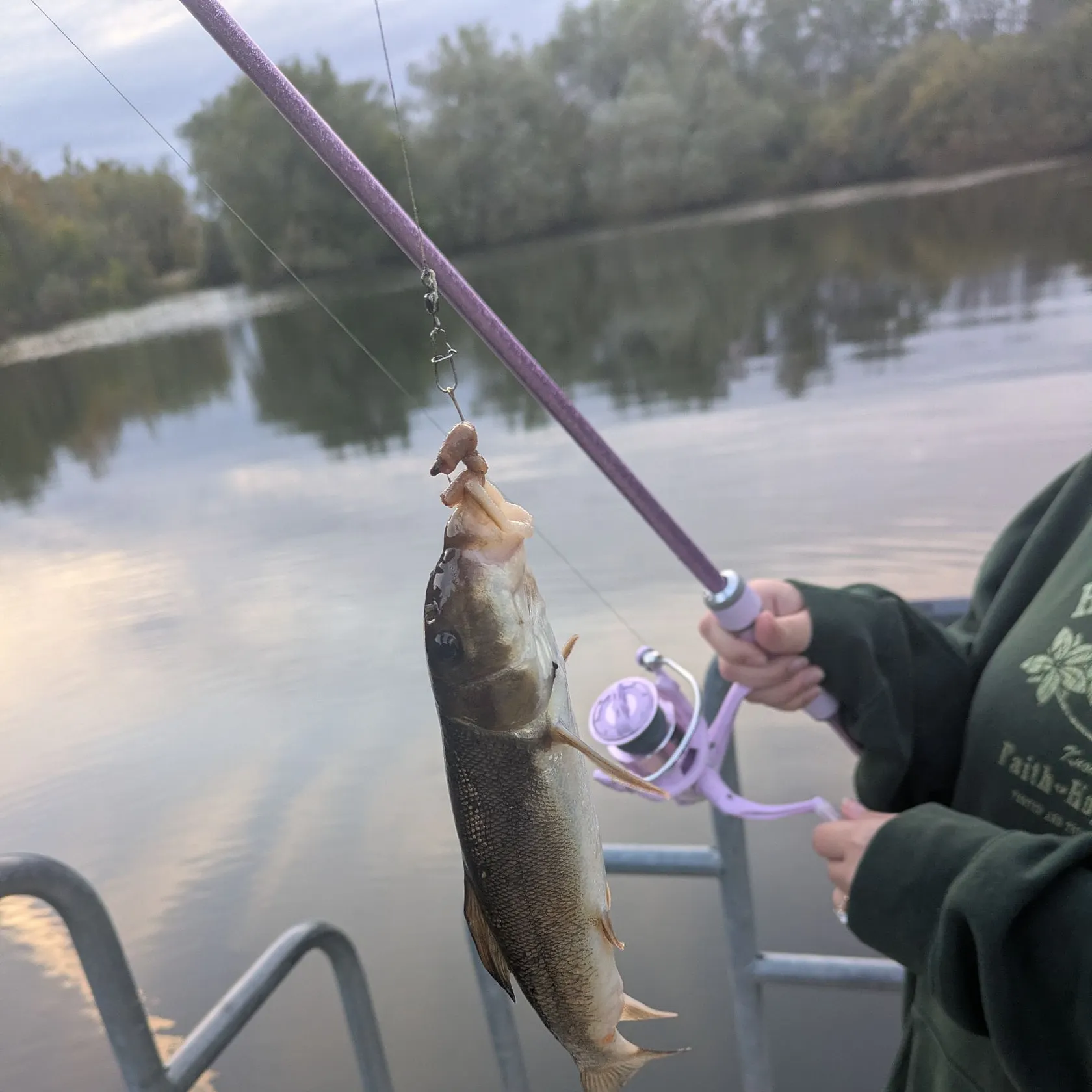 White sucker caught on Fishbrain