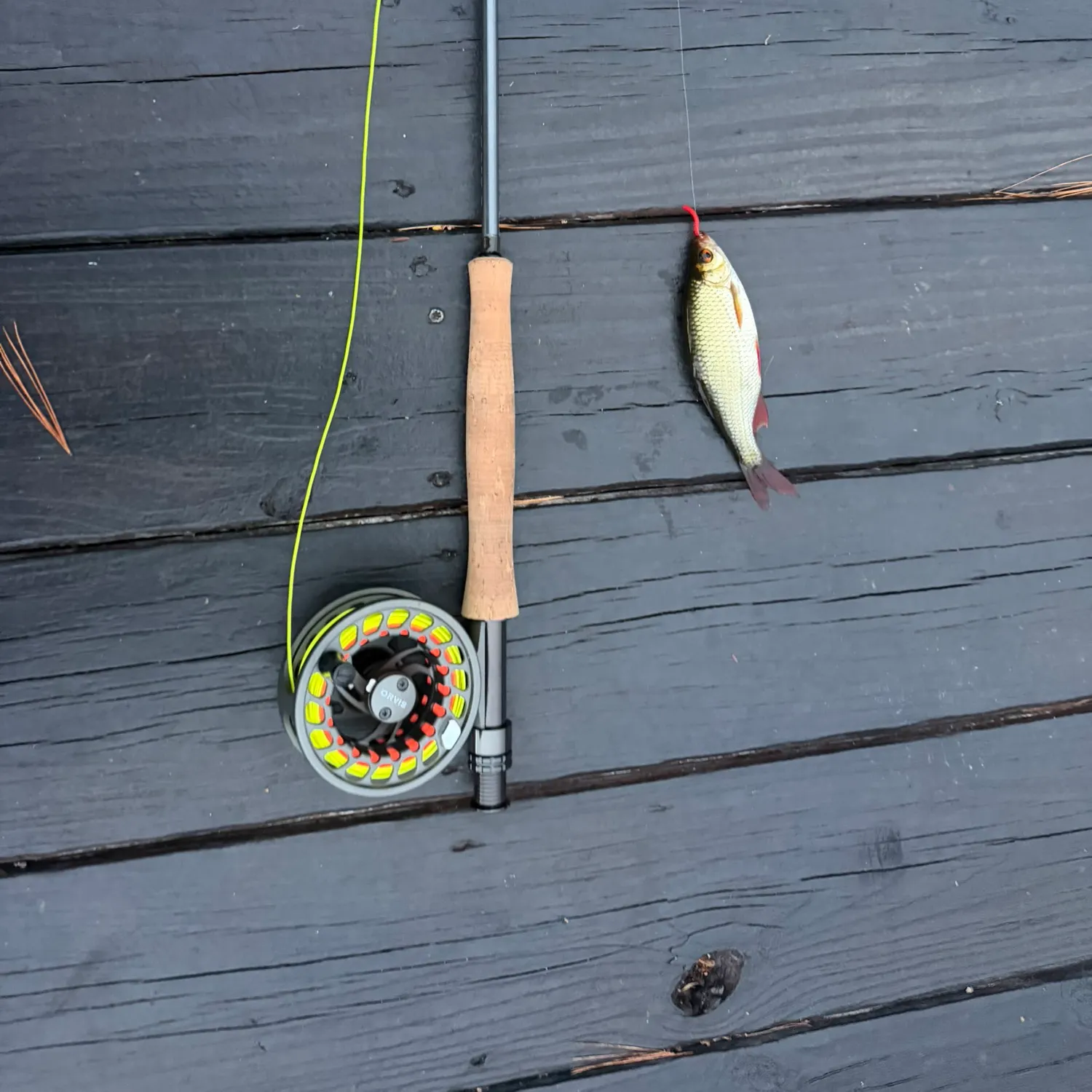 Golden shiner caught on Fishbrain
