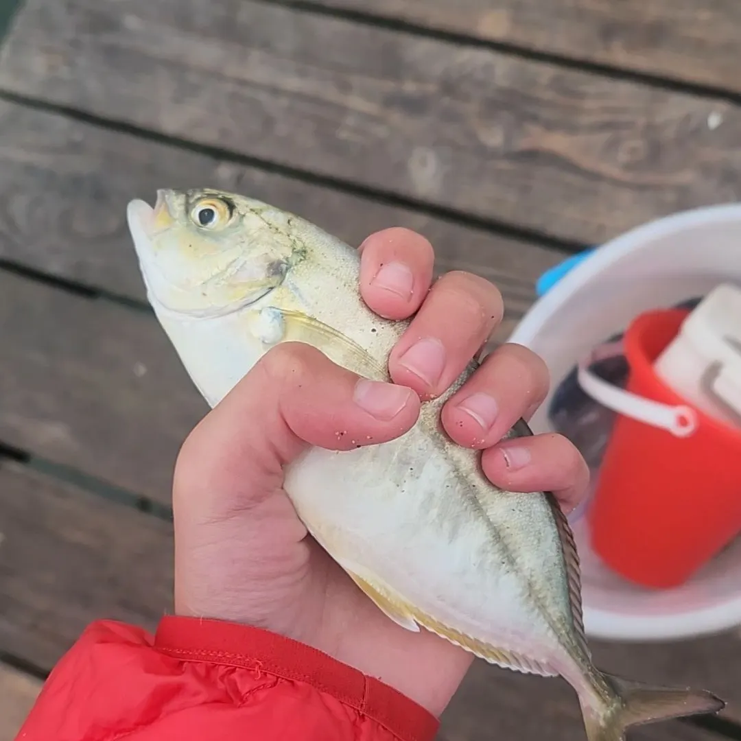 Blue runner caught on Fishbrain