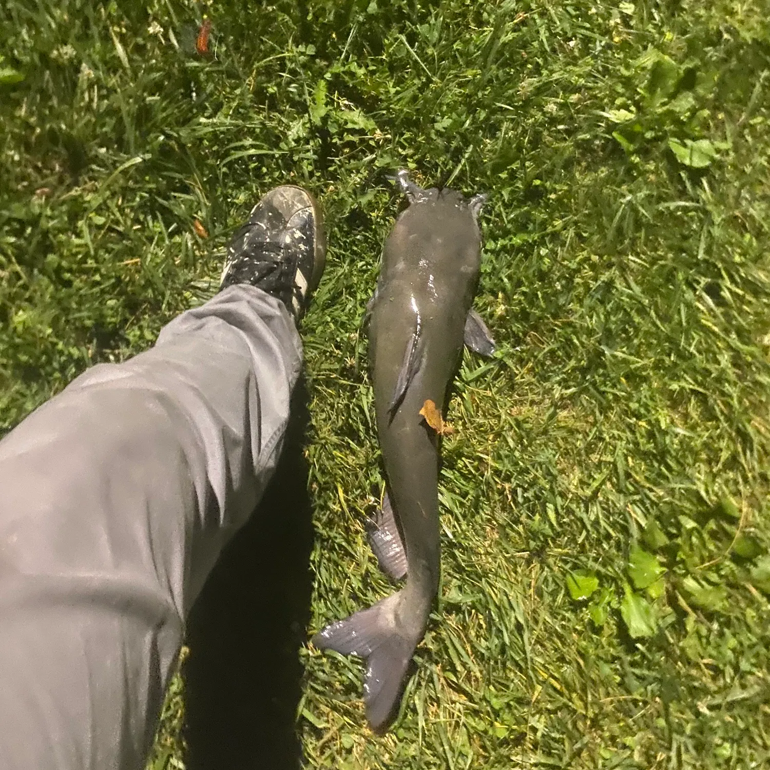 Channel catfish caught on Fishbrain
