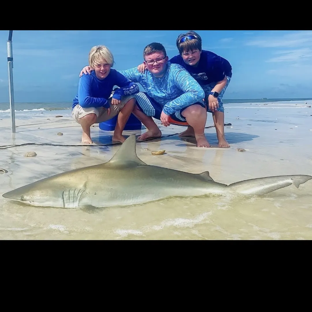 The most recent Sandbar shark catches on Fishbrain