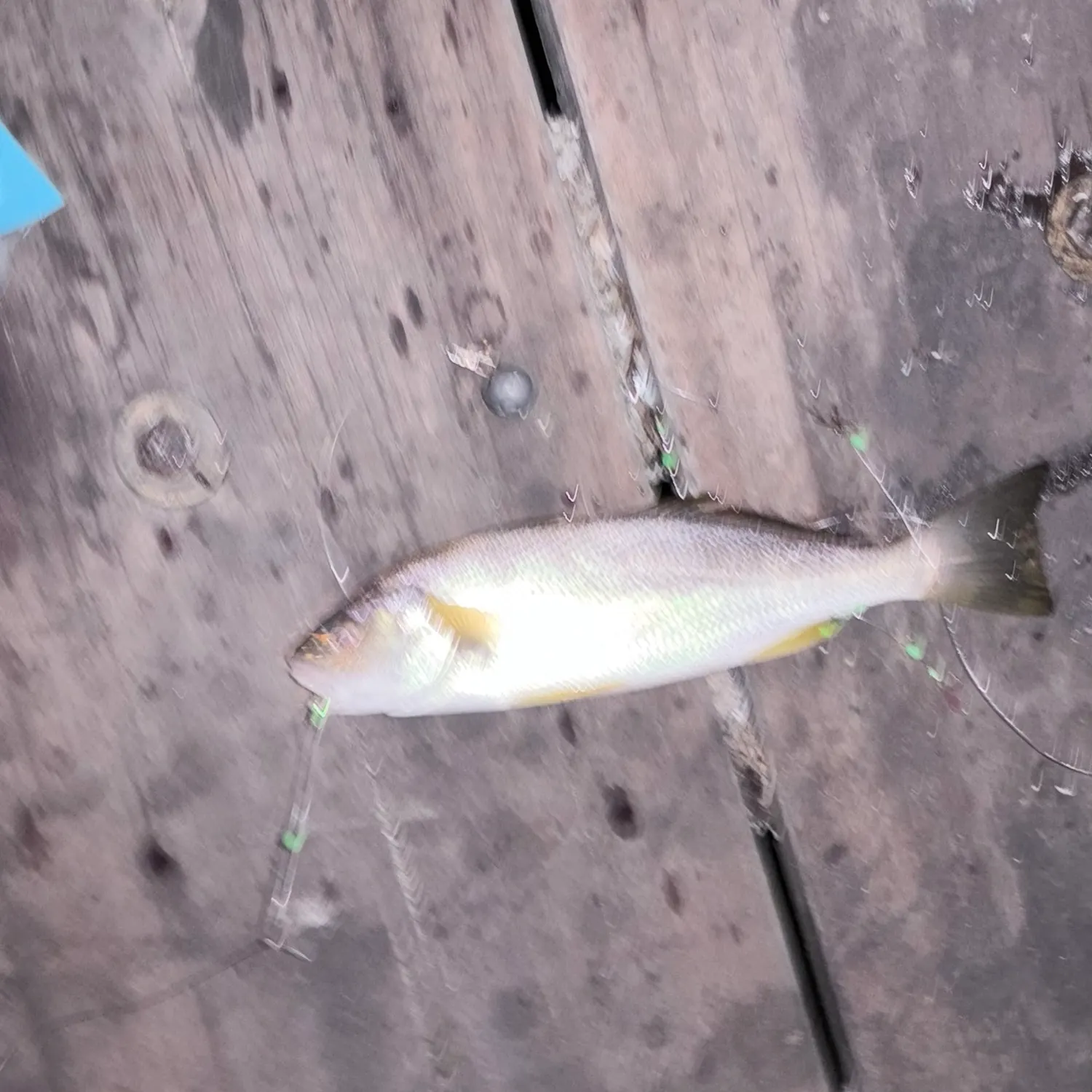 The most recent White croaker catches on Fishbrain