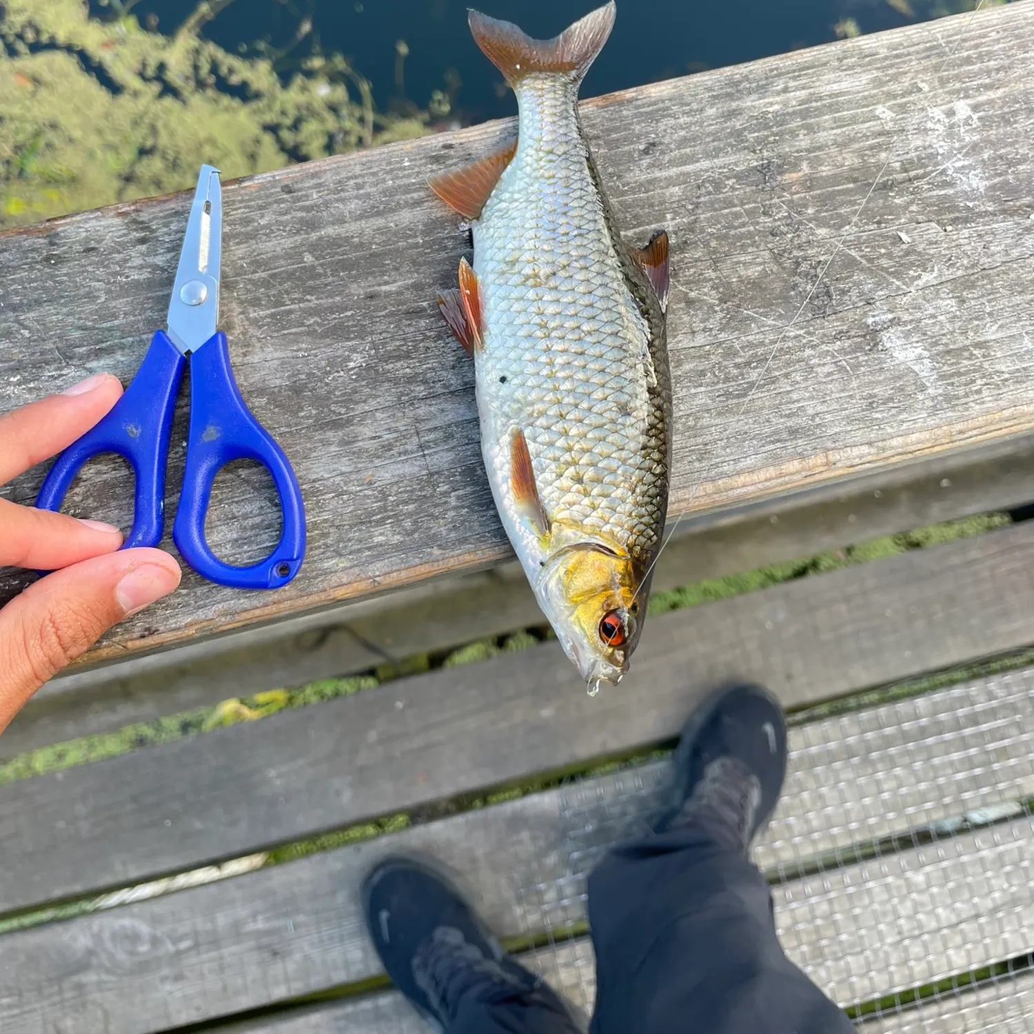 catch