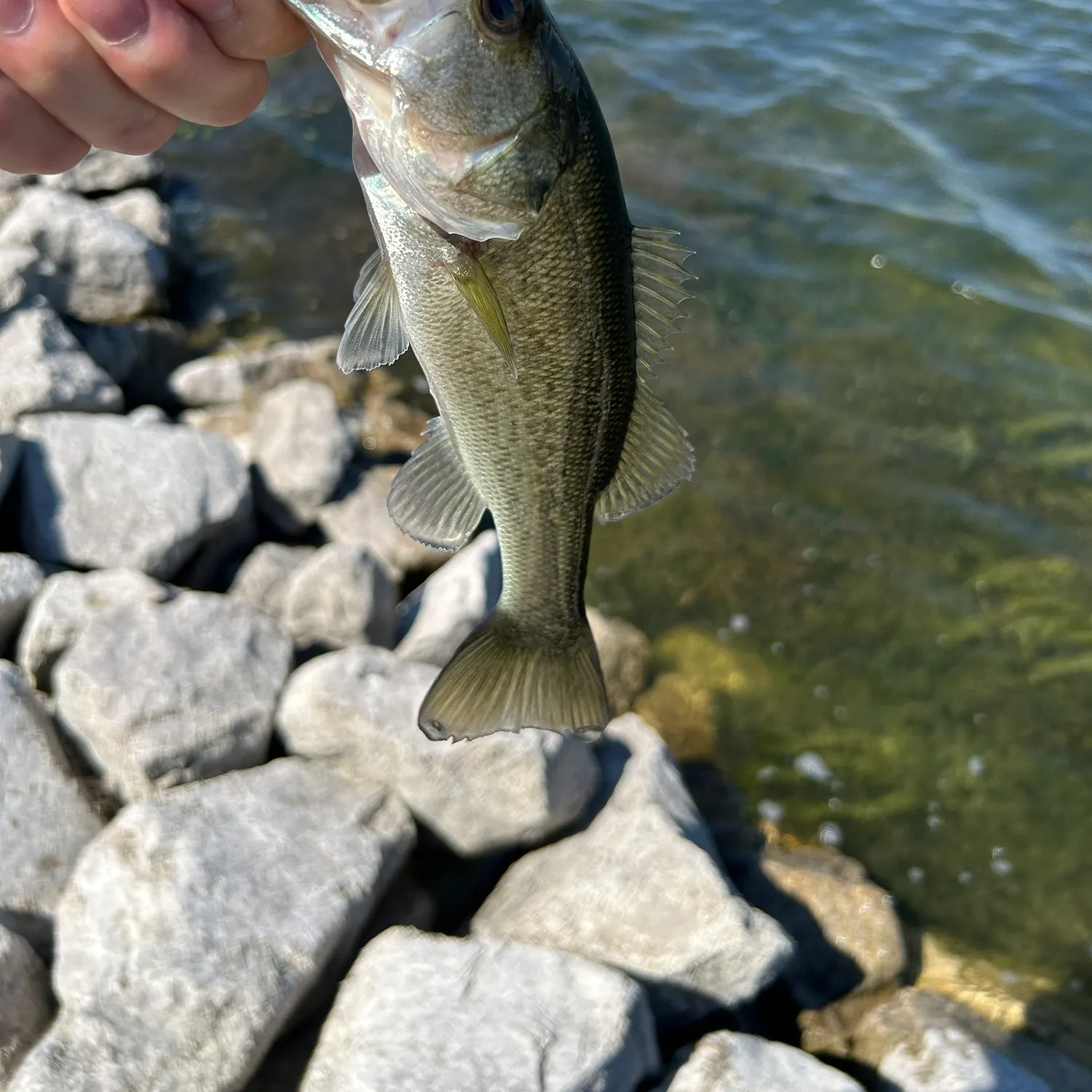 Largemouth bass caught on Fishbrain