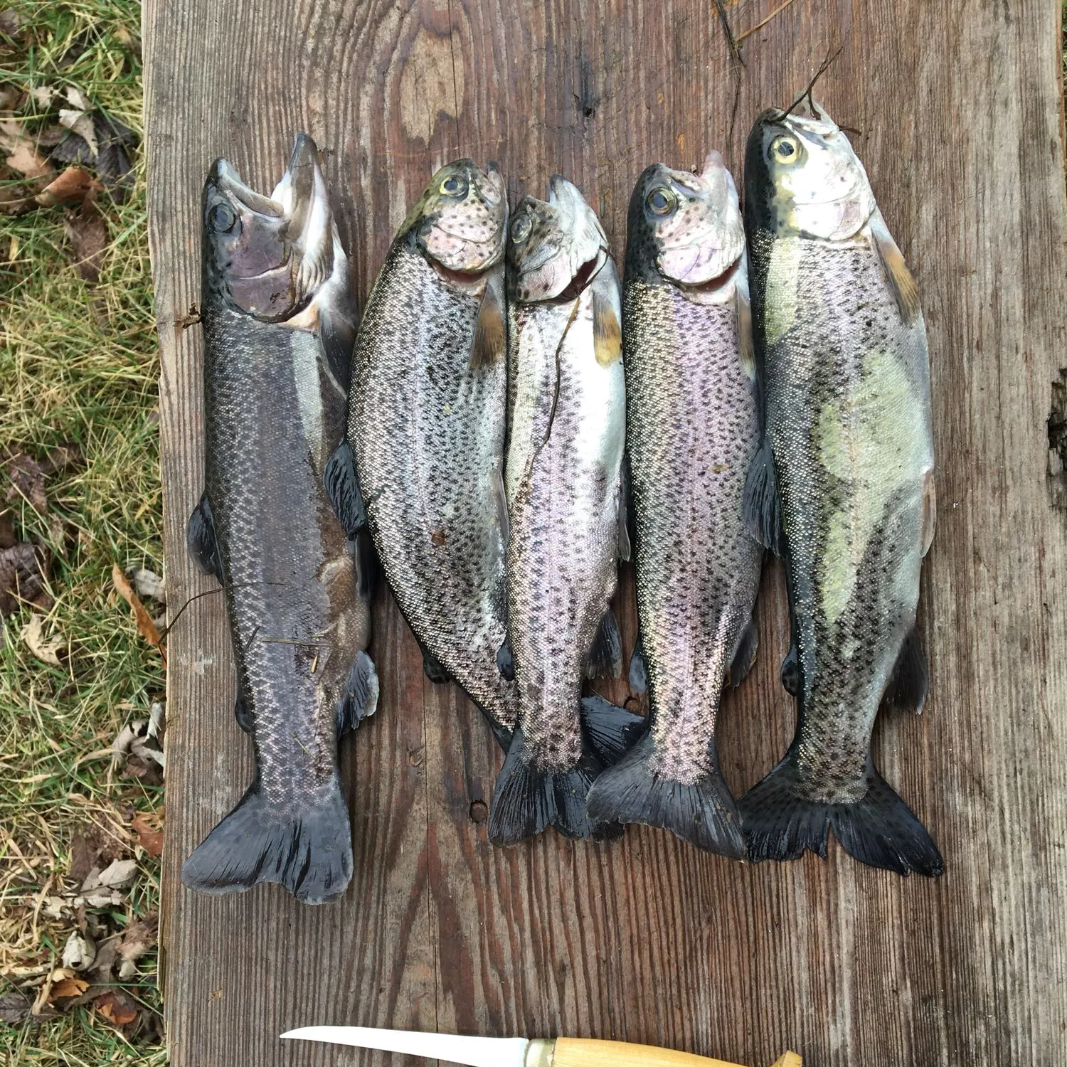 recently logged catches