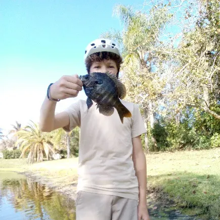 The most recent Bluegill catches on Fishbrain