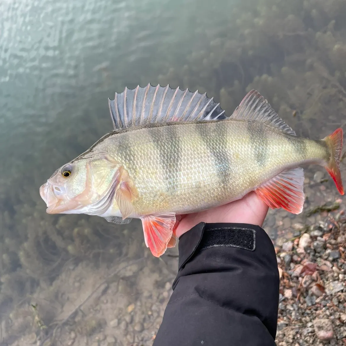 The most recent European perch catches on Fishbrain