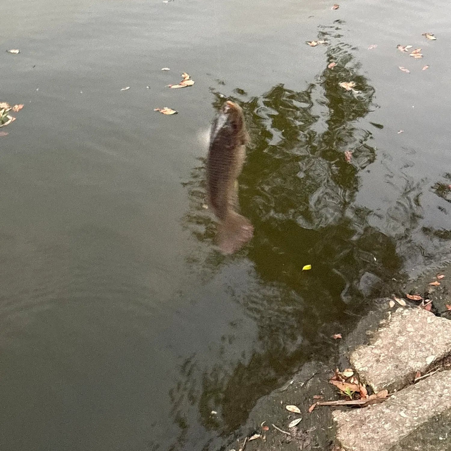 The most recent Nile tilapia catches on Fishbrain