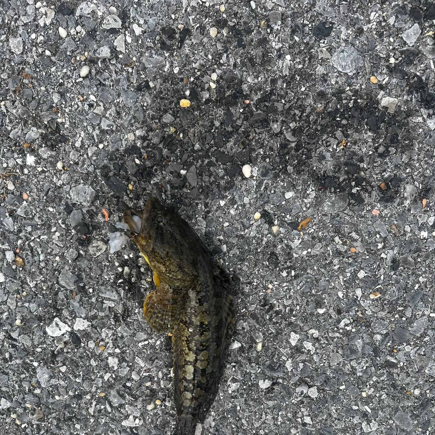 Gulf toadfish caught on Fishbrain