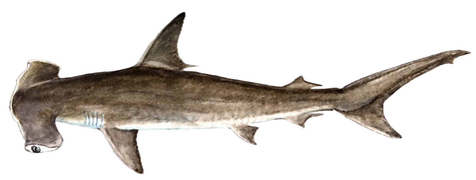 Smooth hammerhead shark