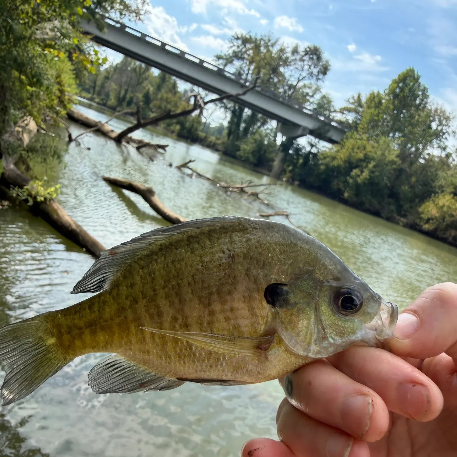 Bluegill caught on Fishbrain