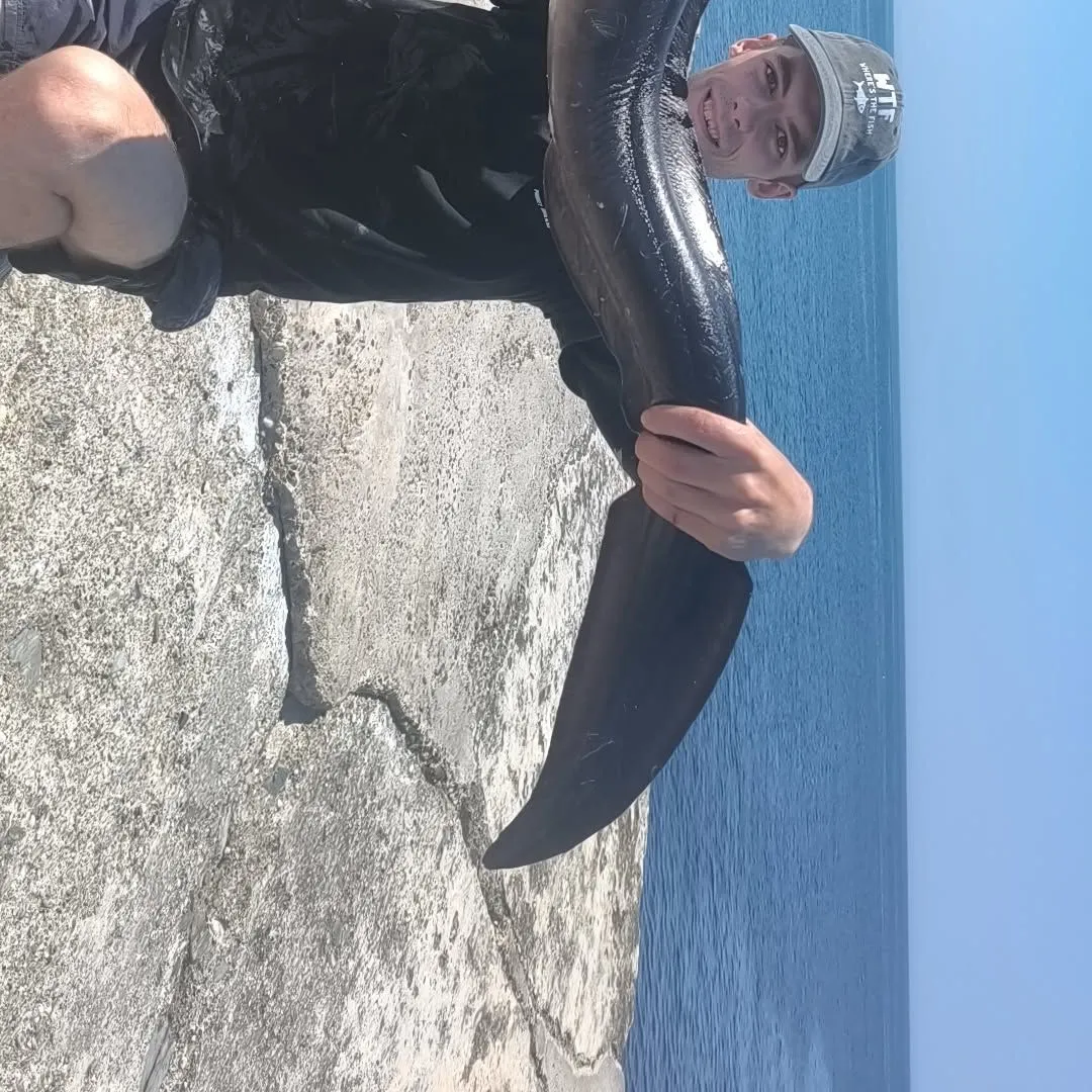The most recent European conger catches on Fishbrain
