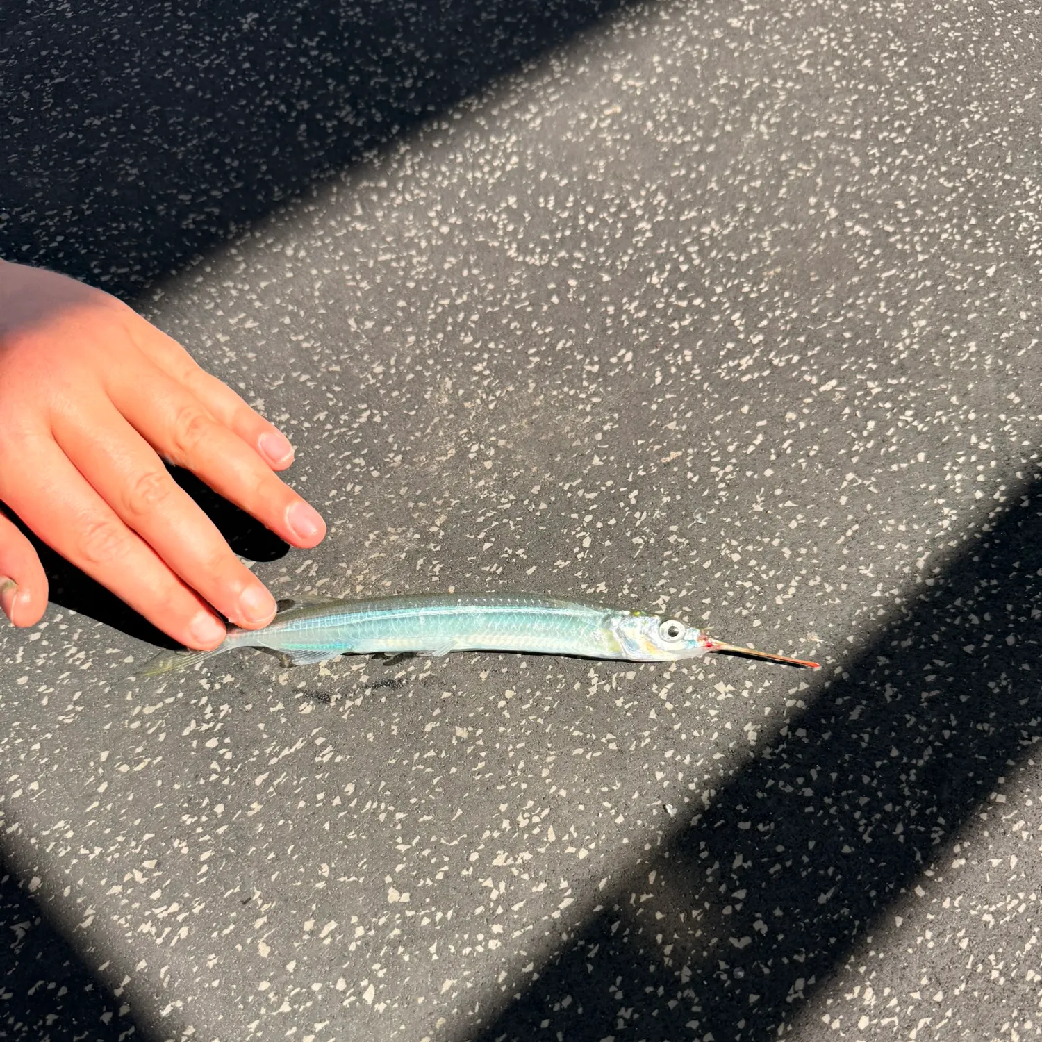 The most recent Southern garfish catches on Fishbrain