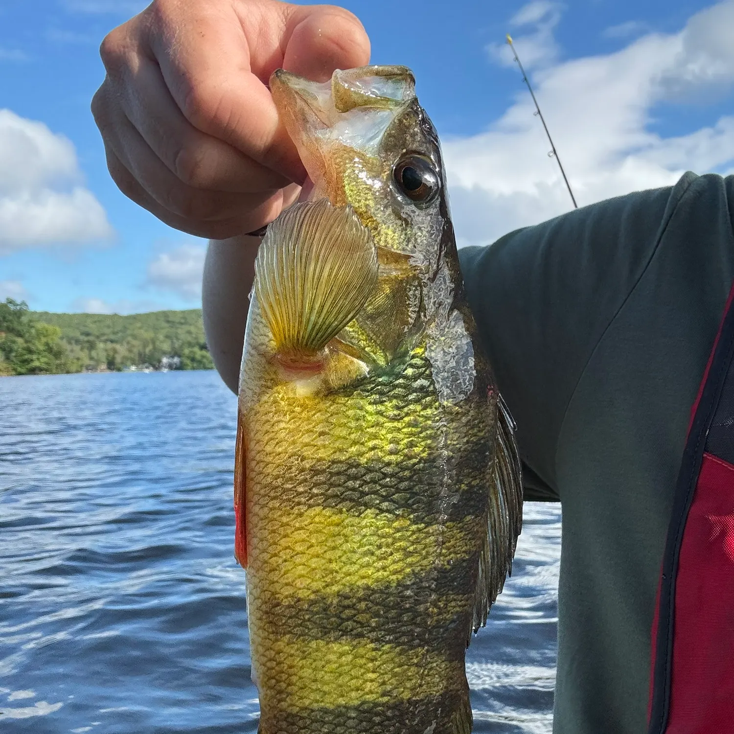 Yellow perch caught on Fishbrain