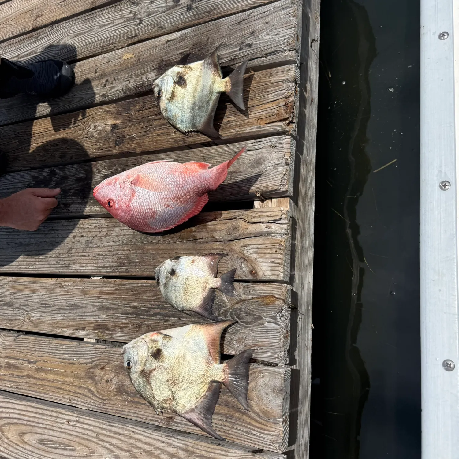 recently logged catches