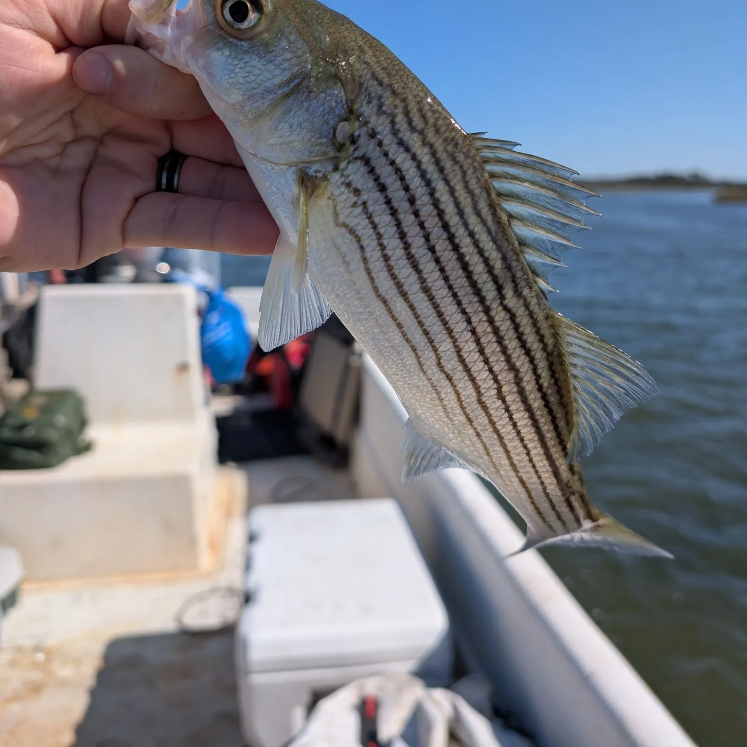Striped bass caught on Fishbrain