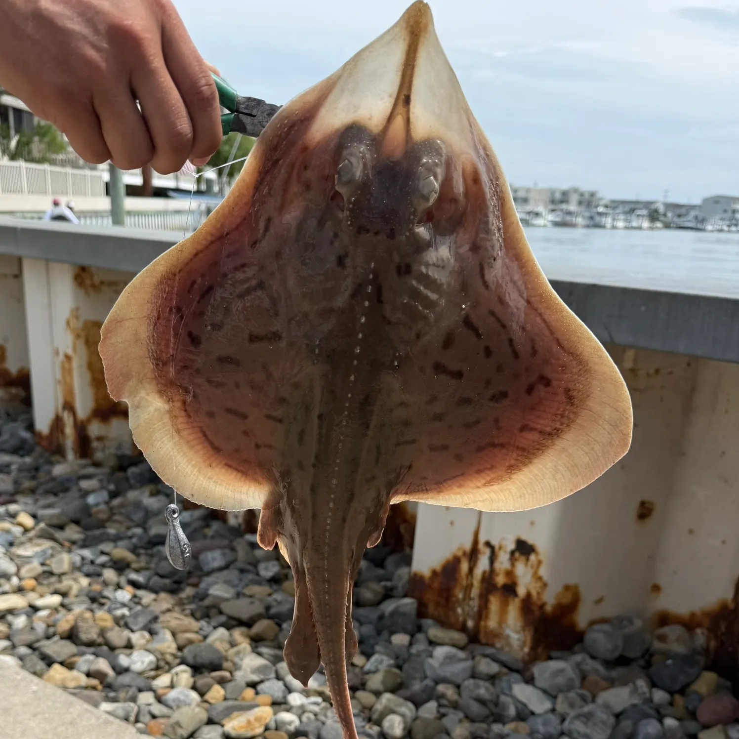 The most recent Longnosed skate catches on Fishbrain