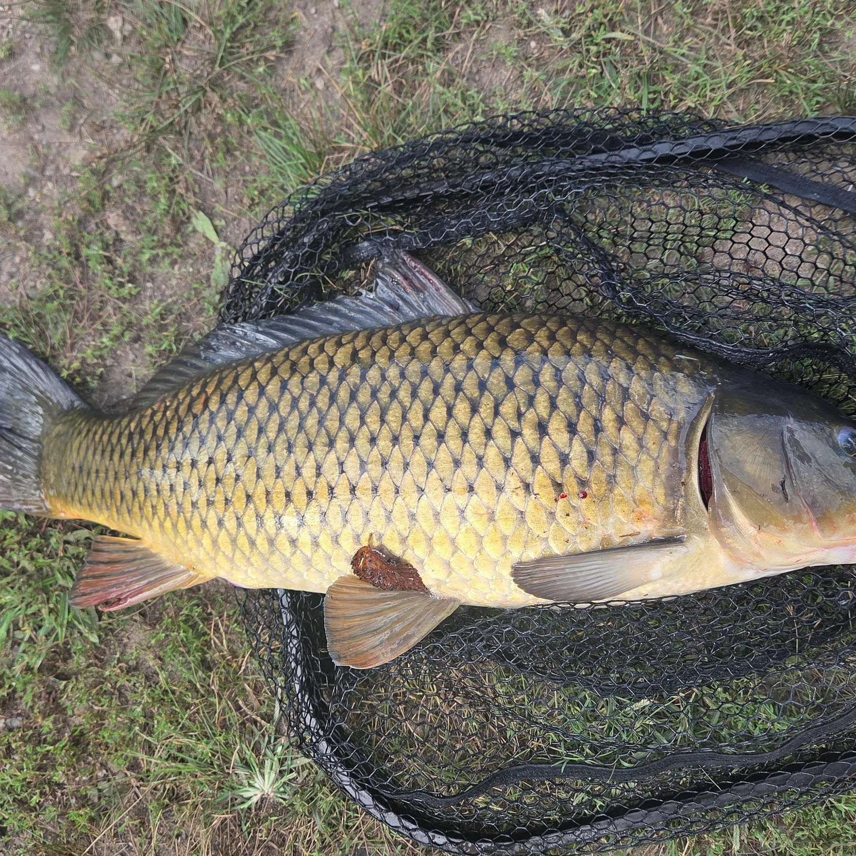 Common carp caught on Fishbrain