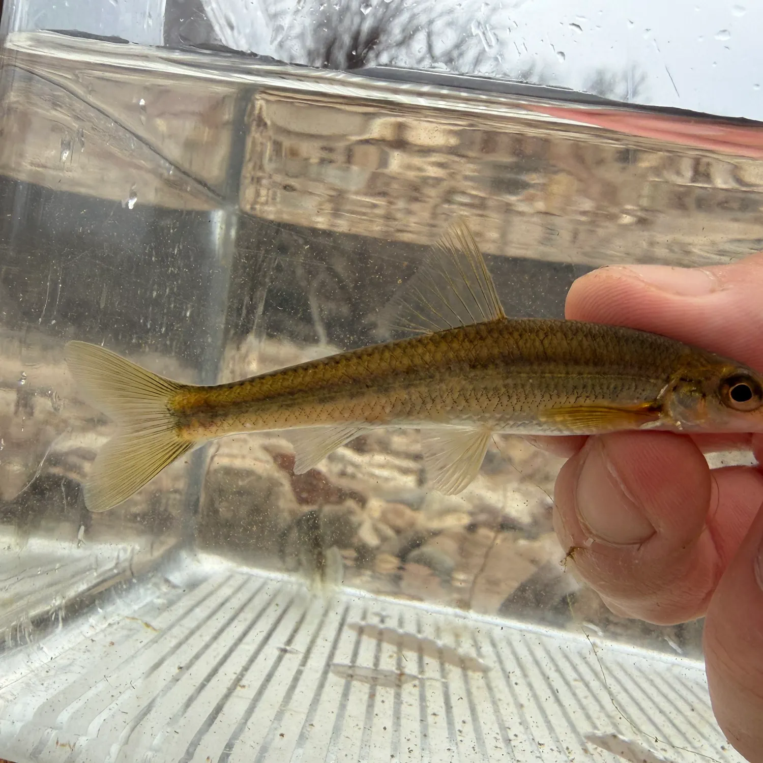 The most recent Suckermouth minnow catches on Fishbrain