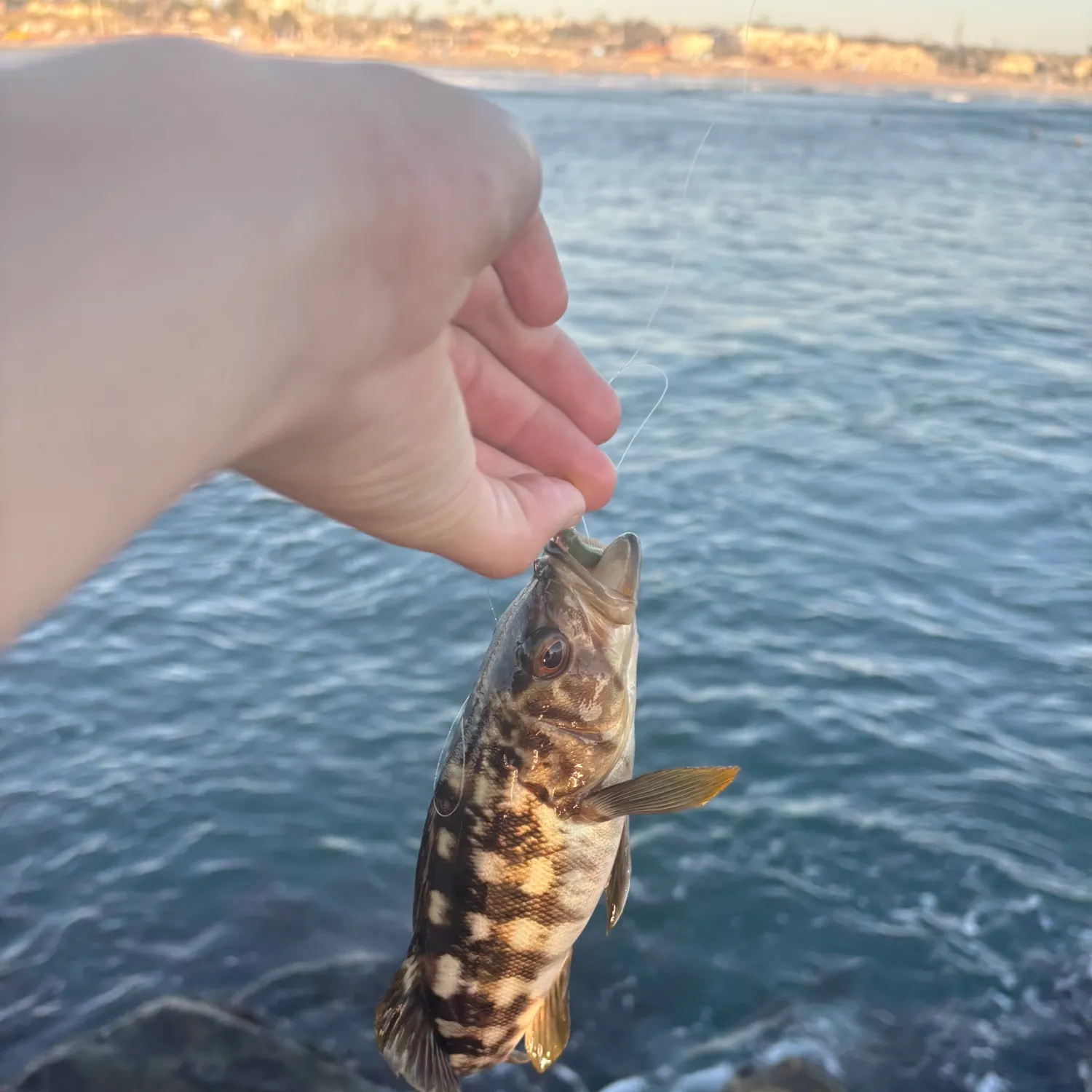 Kelp bass caught on Fishbrain