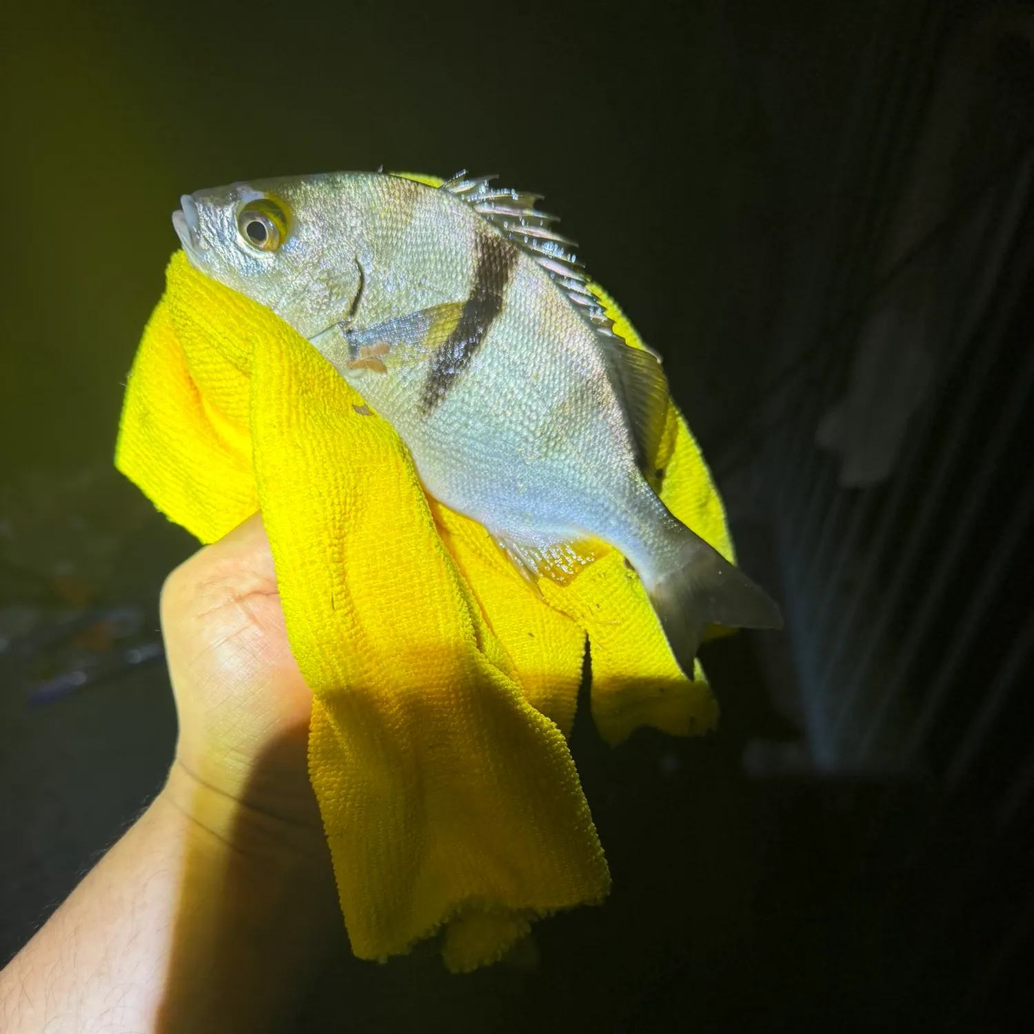 Sargo caught on Fishbrain