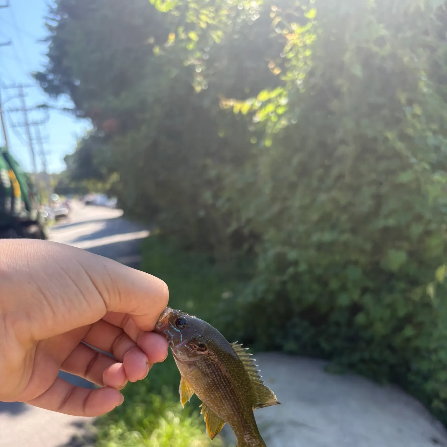 Green sunfish caught on Fishbrain