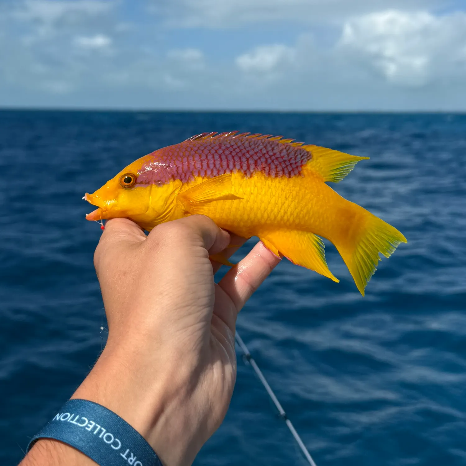 The most recent Spanish hogfish catches on Fishbrain