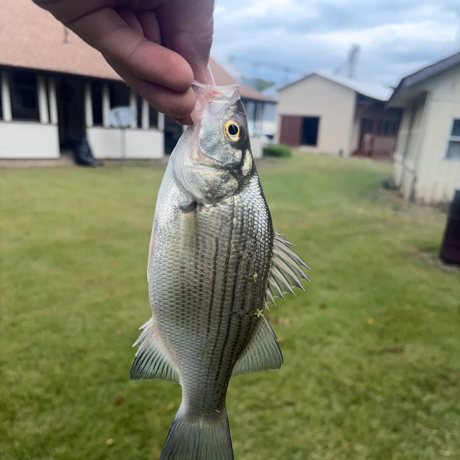 Wiper caught on Fishbrain