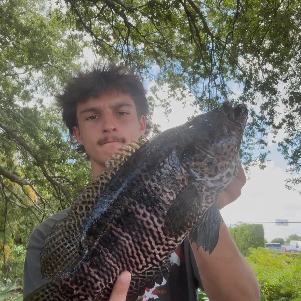 The most recent Jaguar cichlid catches on Fishbrain