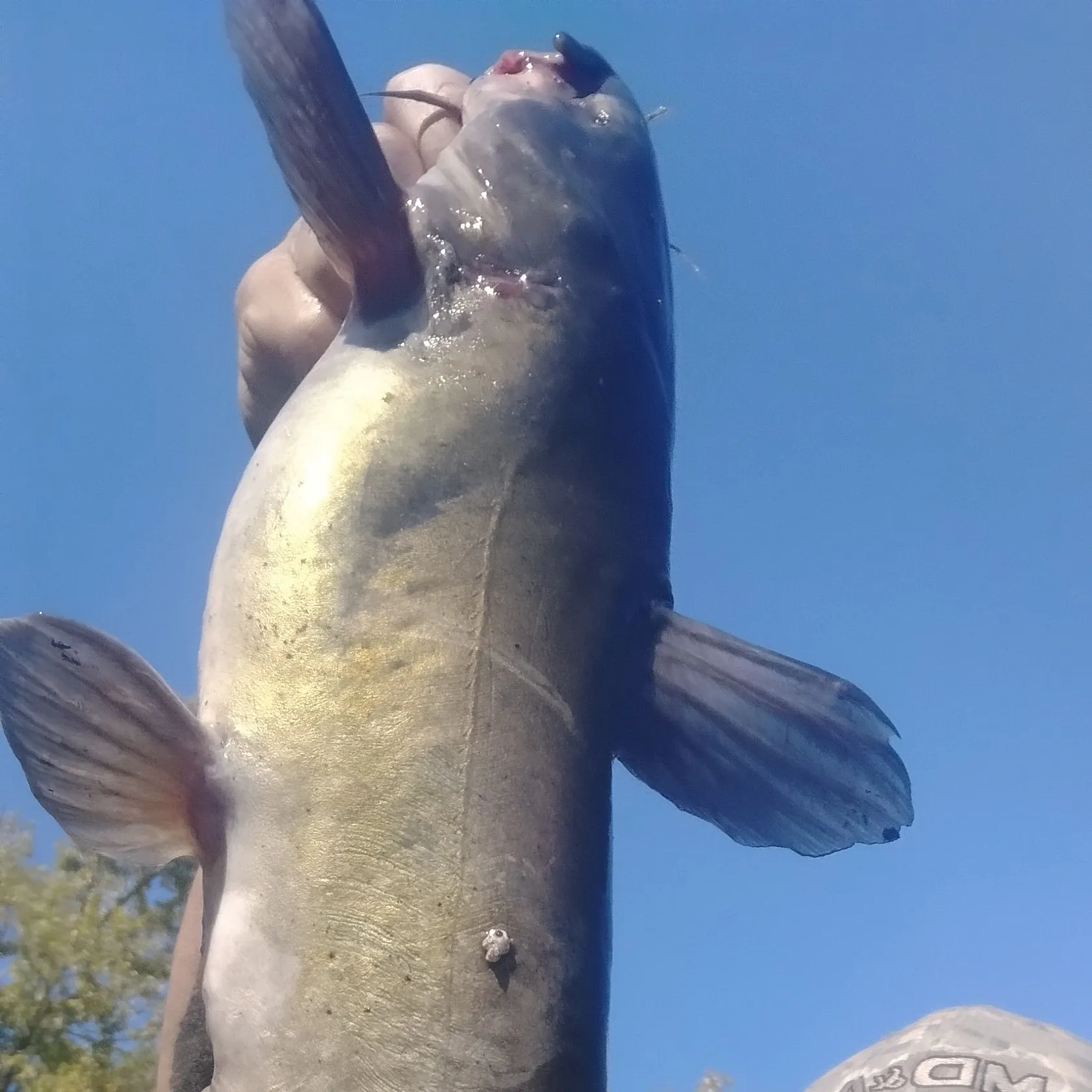 Channel catfish caught on Fishbrain