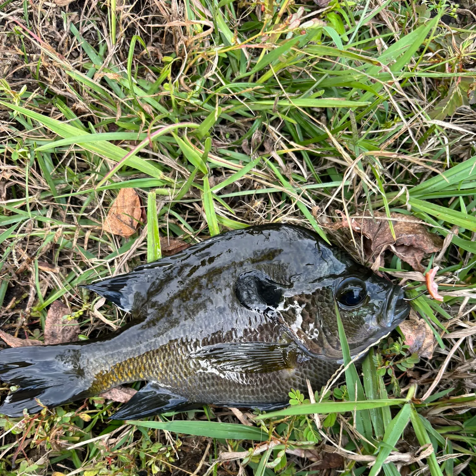 The most recent Greengill hybrid catches on Fishbrain