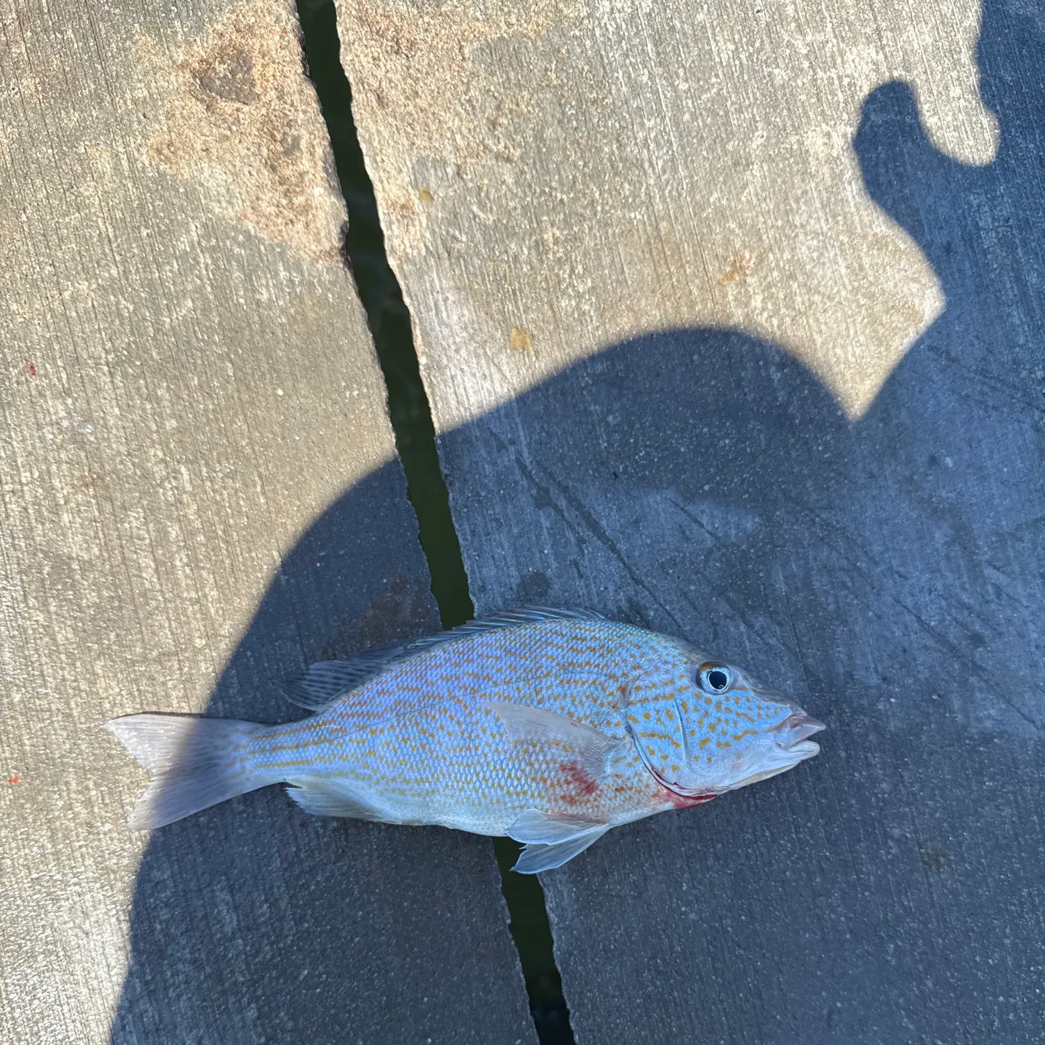 The most recent White grunt catches on Fishbrain