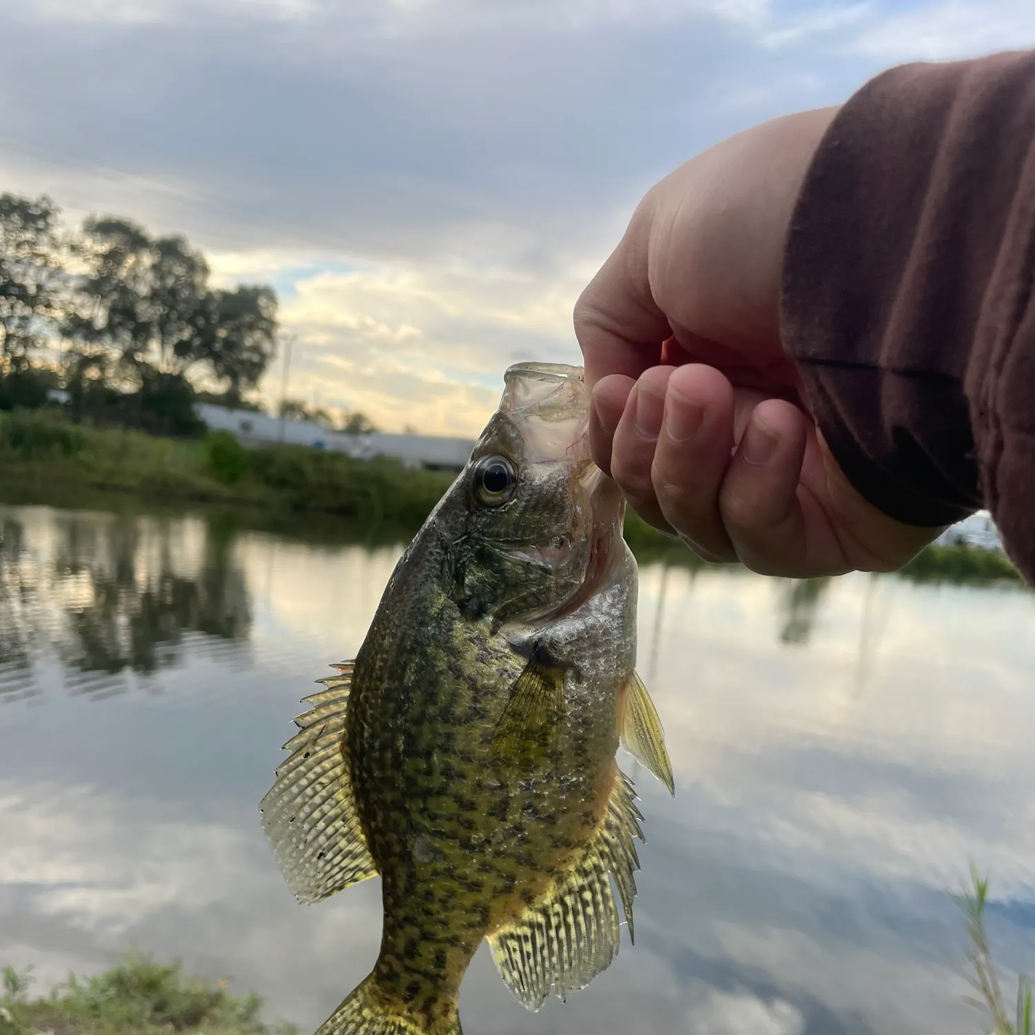 Black crappie caught on Fishbrain