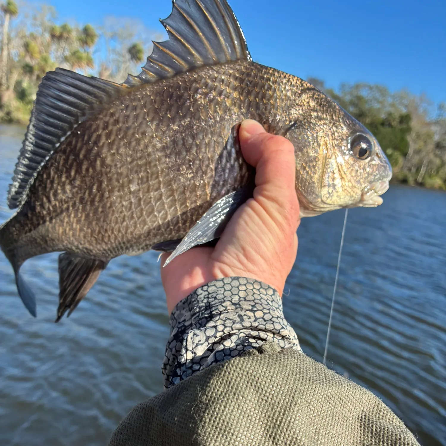 The most recent Black drum catches on Fishbrain