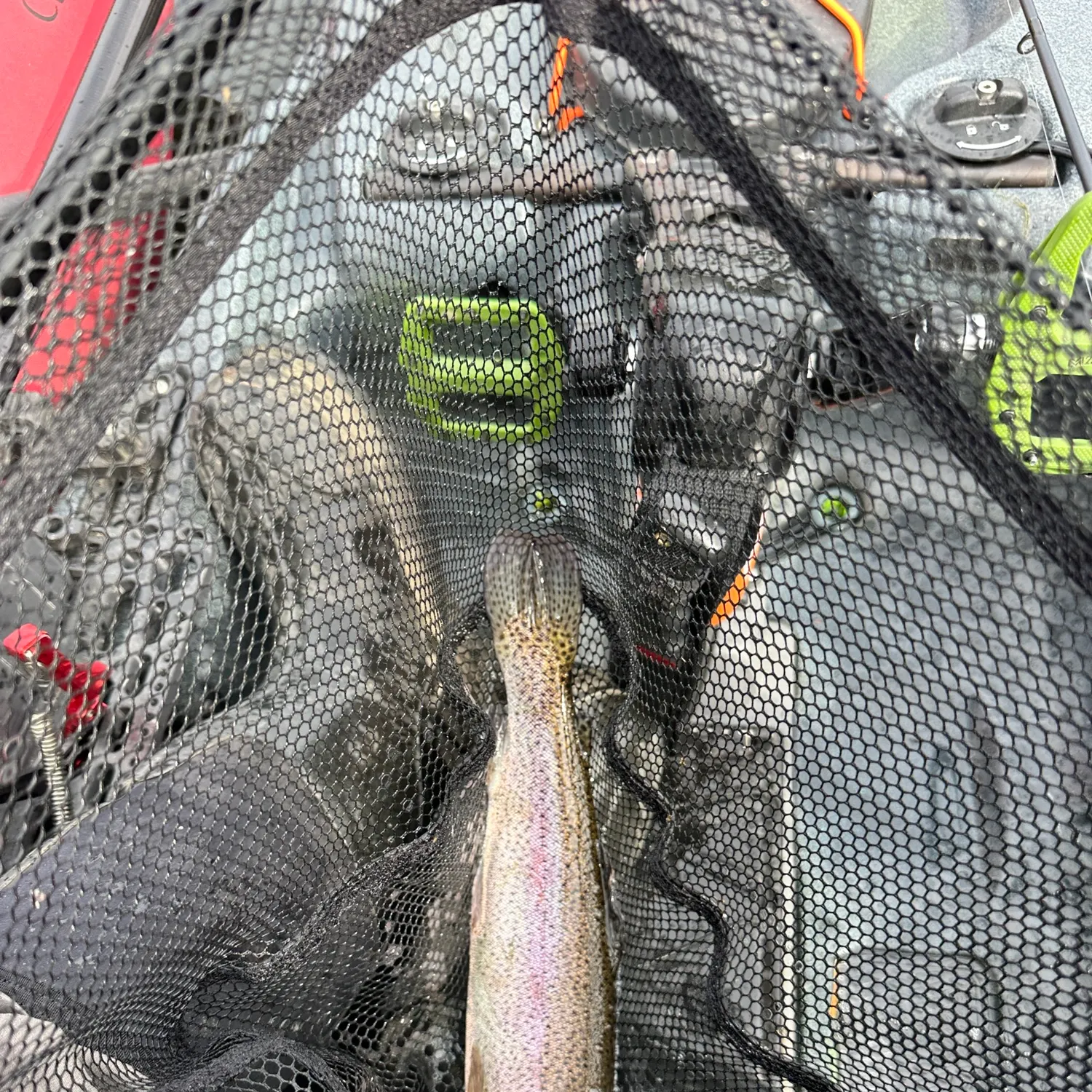Rainbow trout caught on Fishbrain