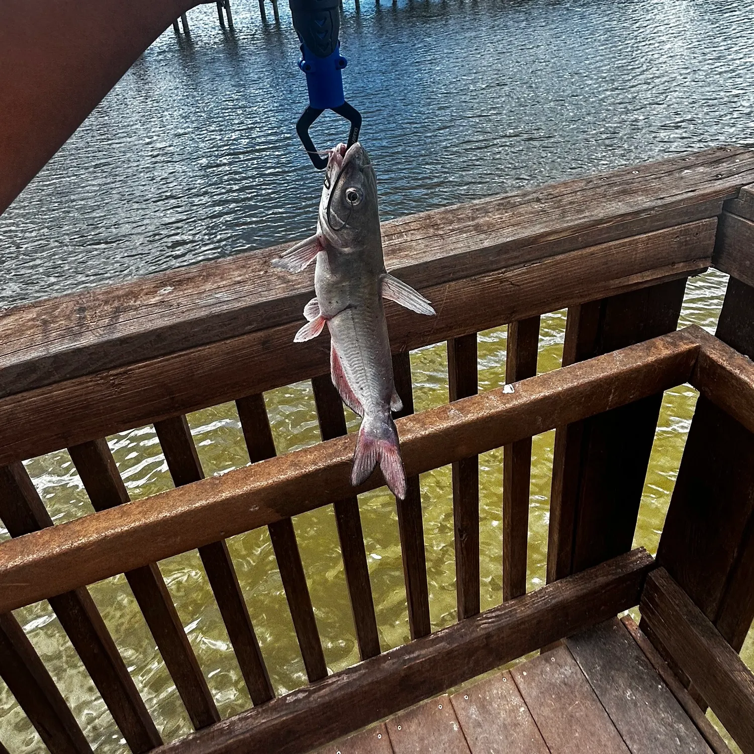 Channel catfish caught on Fishbrain
