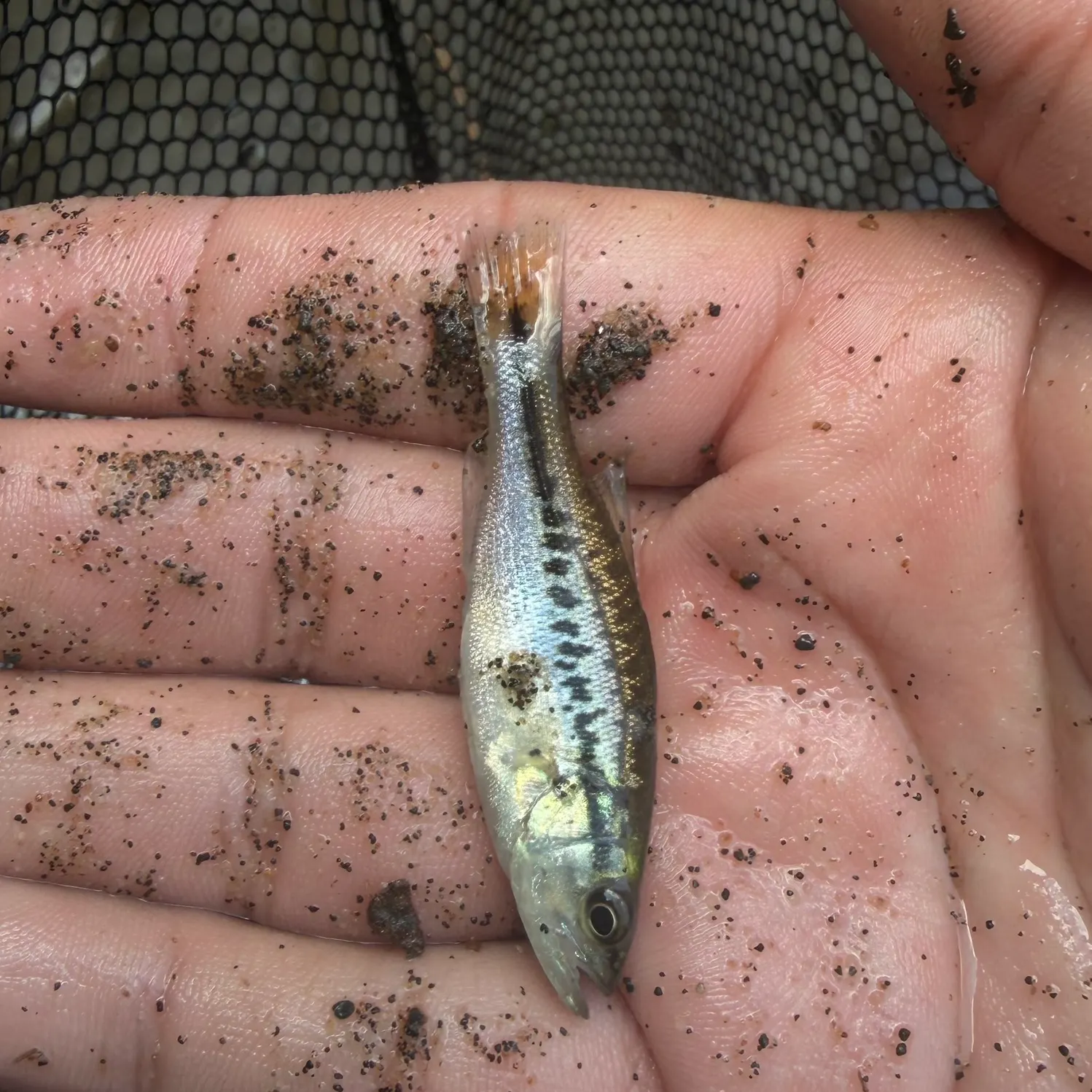 Spotted bass caught on Fishbrain