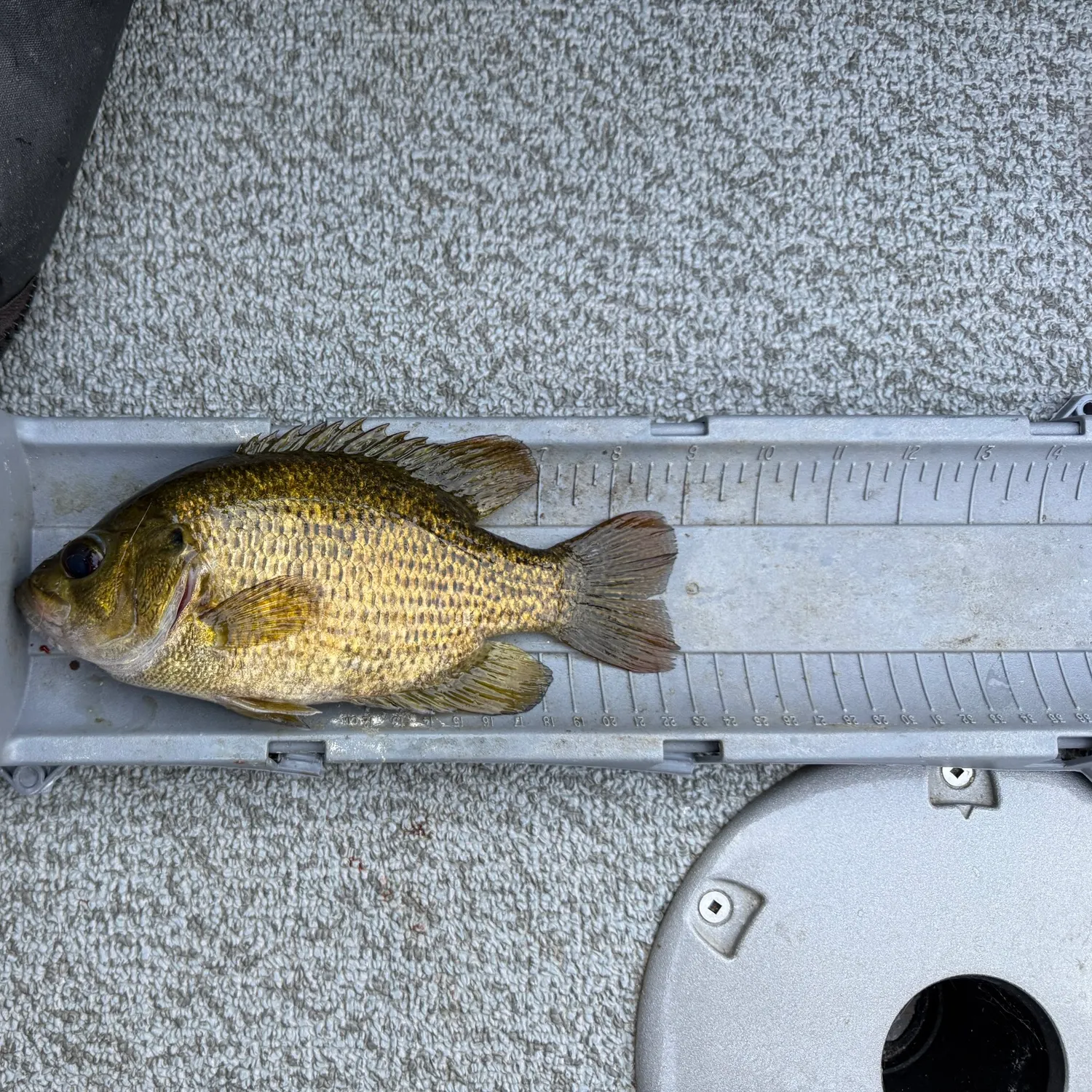 Rock bass caught on Fishbrain