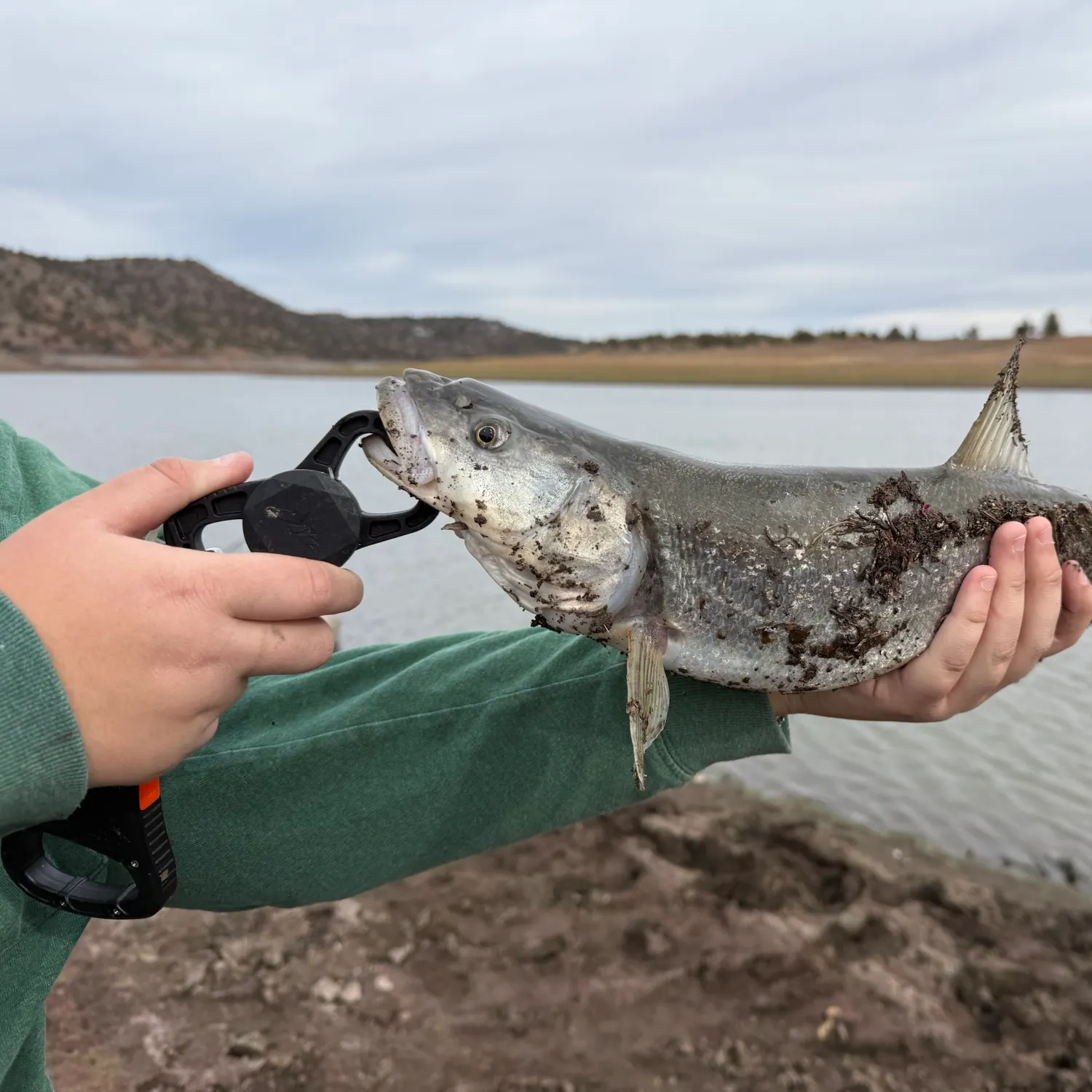 Northern pikeminnow caught on Fishbrain